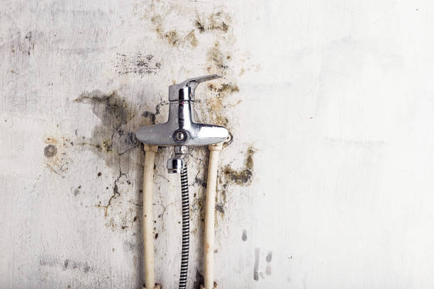 Best Best Mold Removal Companies  in Lowes Island, VA