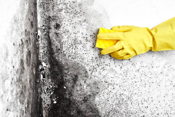 Best Local Mold Removal Service  in Lowes Island, VA