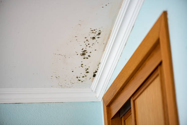 Best Professional Mold Removal  in Lowes Island, VA