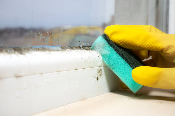 Best Same-Day Mold Removal  in Lowes Island, VA