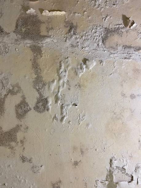 Best Home Mold Removal  in Lowes Island, VA