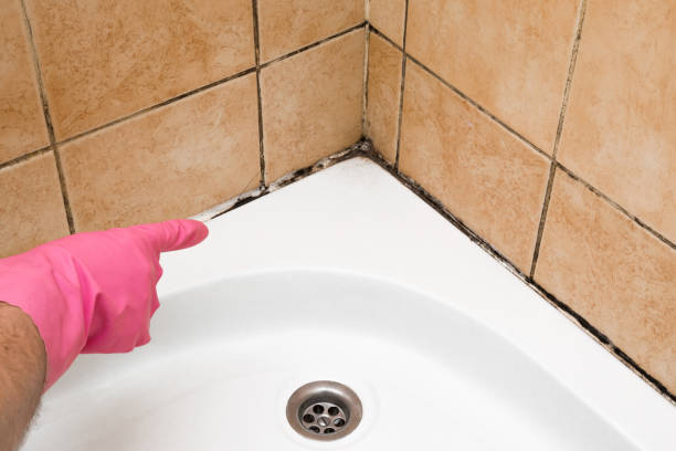Best Affordable Mold Removal  in Lowes Island, VA